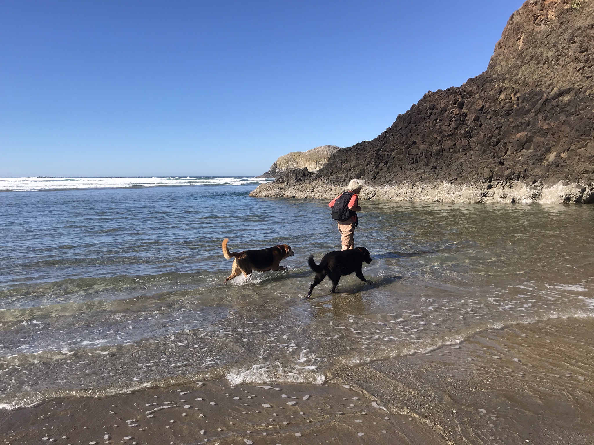 A gray-haired woman walking away with two dogs in the surf along a rocky coast.